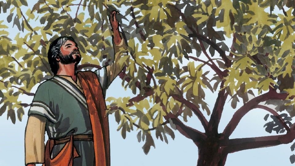 23/06/21 Thứ Tư tuần 12 TN: Nhìn hoa quả khiêm nhường để biết cây