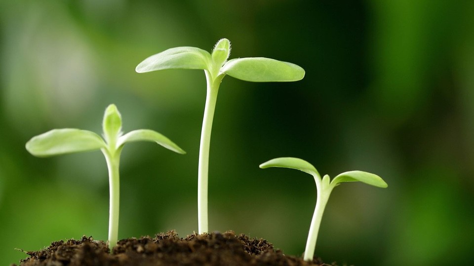 28/01/22 thứ Sáu tuần III TN: Chuyện nước Thiên Chúa